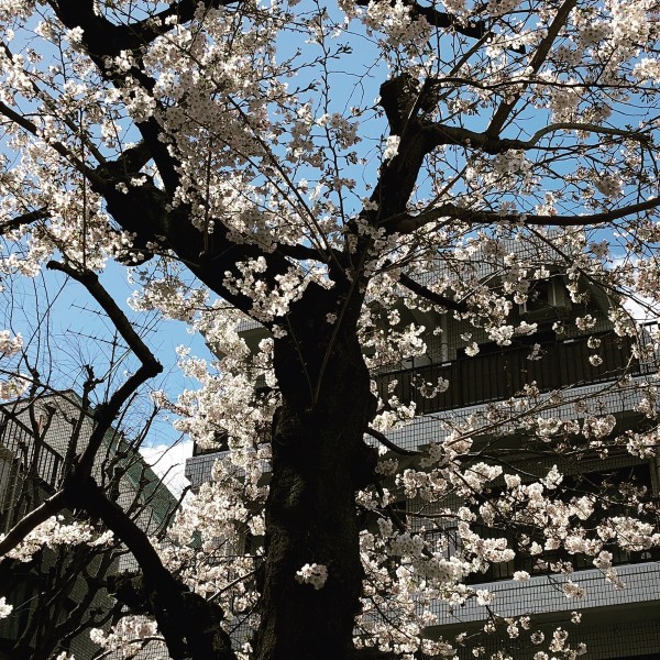 桜、満開間近ですね❀サムネイル